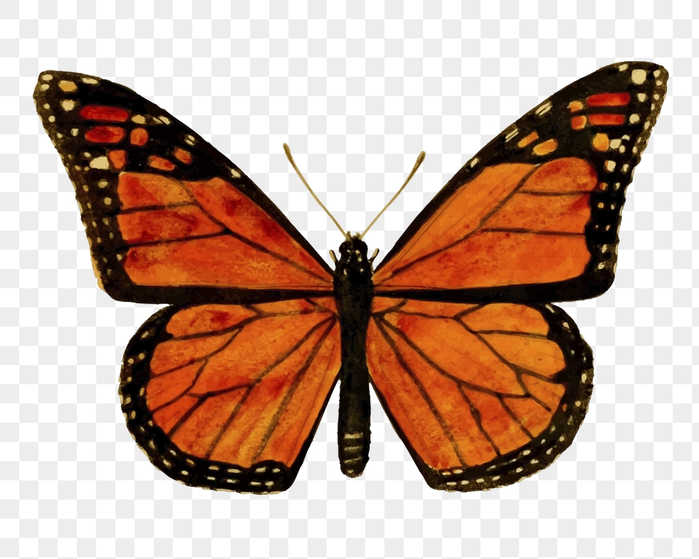 Monarch butterfly png sticker, insect | Free PNG - rawpixel