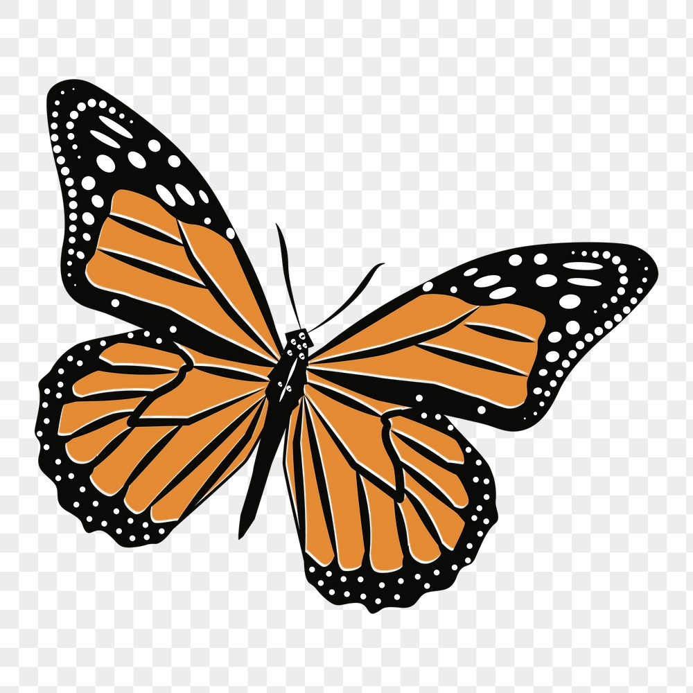 Monarch butterfly png sticker, insect | Free PNG - rawpixel
