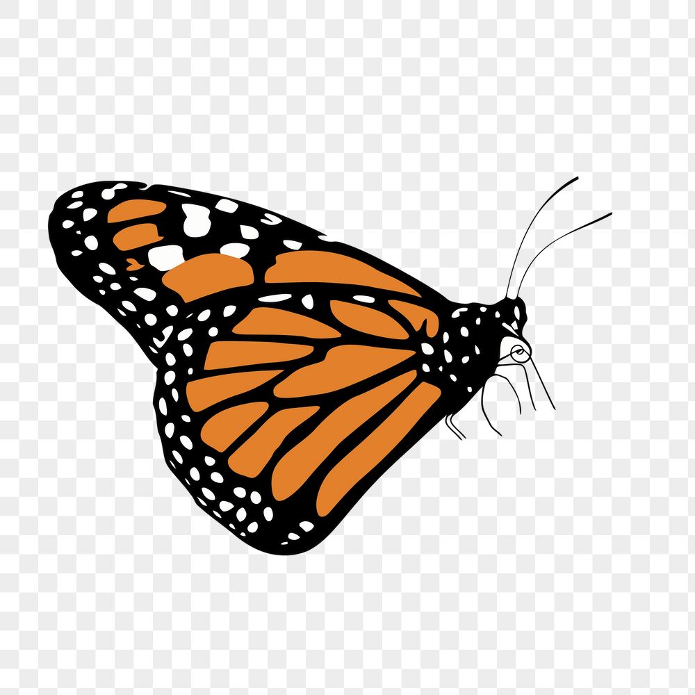 Monarch butterfly png sticker, insect | Free PNG - rawpixel