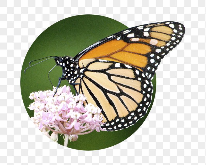 Monarch butterfly png sticker, insect | Free PNG - rawpixel