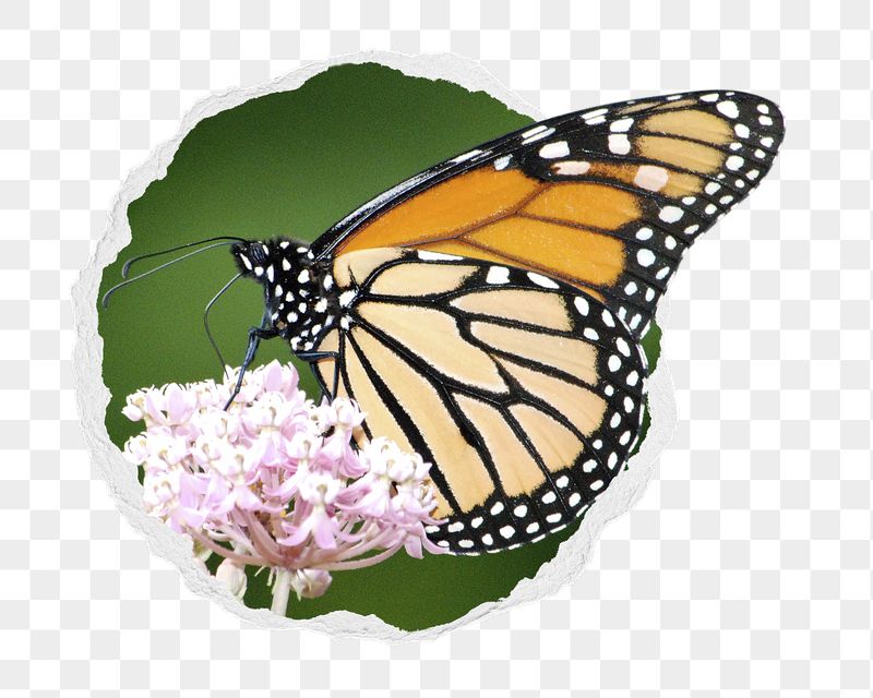 Monarch butterfly png sticker, insect | Free PNG - rawpixel