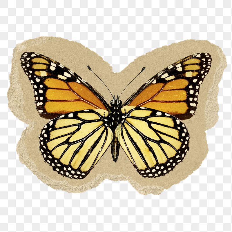 Monarch butterfly png sticker, ripped | Free PNG - rawpixel
