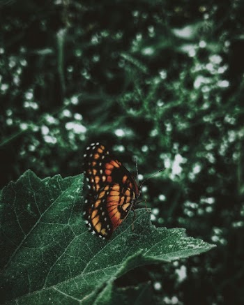 Monarch butterfly resting on green leaf