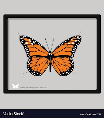 Monarch butterfly vector image