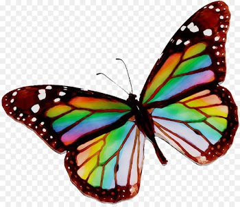 Monarch butterfly Viceroy Mimicry Adaptation -  