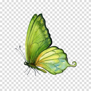 Monarch butterfly Watercolor painting Art, butterfly transparent background PNG clipart