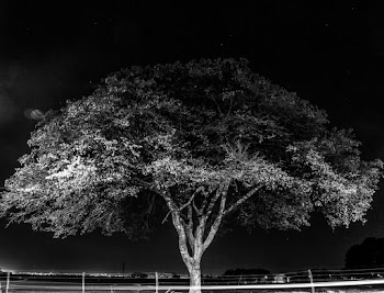 Monchrome Photo of Tree