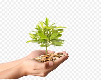 Money Plant Stock photography Coin - Hands holding gold coins fat tree high-definition deduction material 