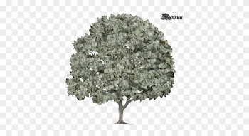 Money Tree Images - Money Tree Psd File