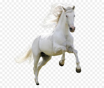 Mongolian horse Arabian horse Ferghana horse Akhal-Teke Pony - White horse jumping 