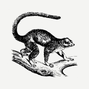 Mongoose lemur clipart, vintage animal | Free PSD Illustration - rawpixel