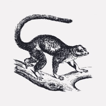 Mongoose lemur drawing, vintage animal | Free Vector Illustration - rawpixel