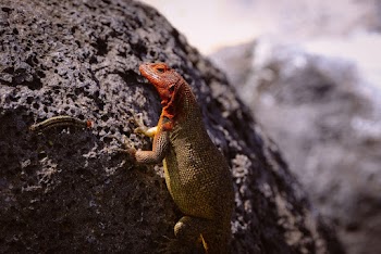 Monitor Lizard On Rock