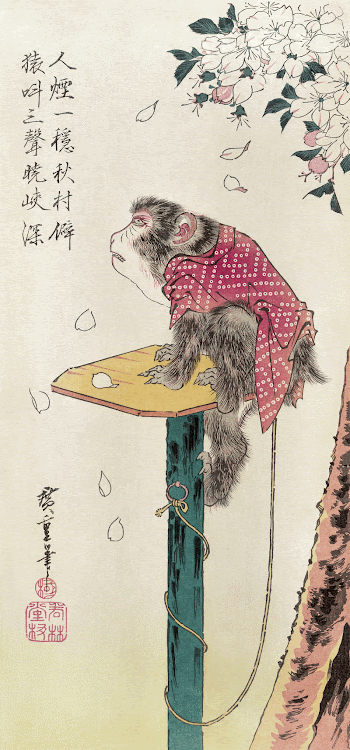 Monkey and falling cherry blossom | Free Photo Illustration - rawpixel