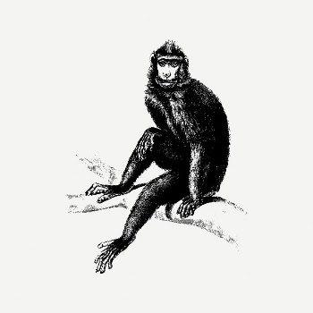 Monkey collage element, wild animal | Free PSD Illustration - rawpixel