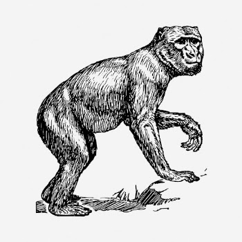 Monkey drawing, vintage barbary macaque | Free Photo - rawpixel