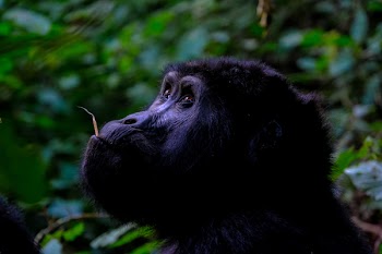 Monkey Eating