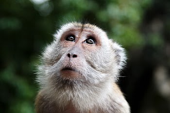 Monkey. Free public domain CC0 | Free Photo - rawpixel