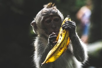 monkey holding banana peel during daytime