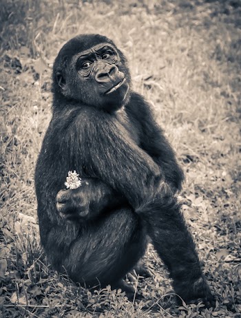 Monkey Holding White Petal Flower Sitting on Grassy Field in Sepia Tone Photography