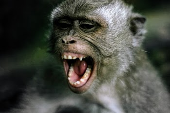 Monkey In Close-up Photography