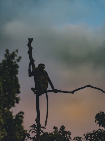 Monkey On Bare Tree