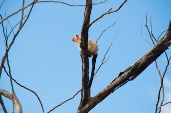 Monkey on Tree