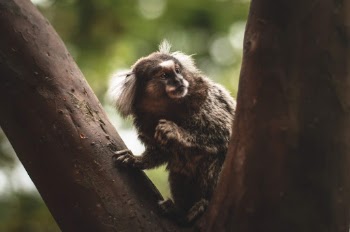 Monkey on Tree