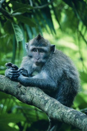 Monkey on Tree Branch