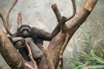 monkey on tree branch