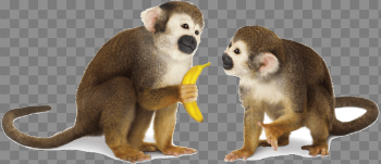Monkey PNG High-Quality Image