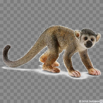 Monkey PNG Image Transparent