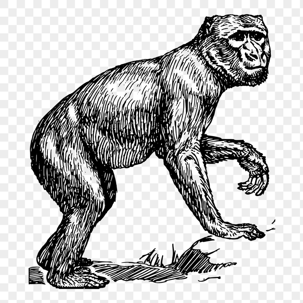 Monkey png sticker, barbary macaque, | Free PNG - rawpixel