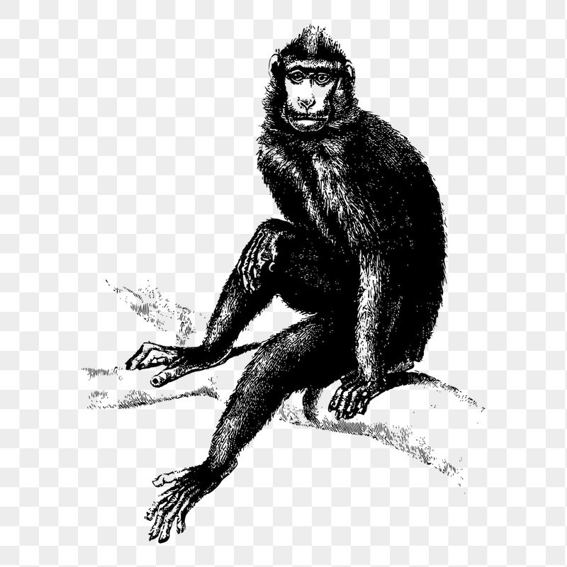 Monkey png sticker wild animal | Free PNG - rawpixel