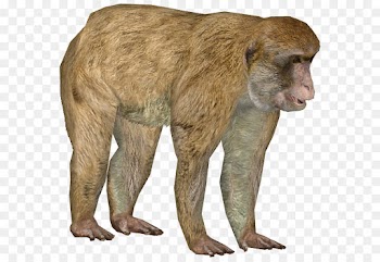 Monkey, Rhesus Macaque, Cat, Mammal, Vertebrate PNG