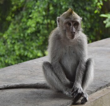 Monkey Sitting