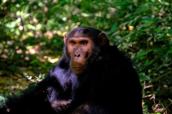 Monkey Sitting Beside Plant