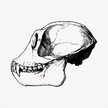 Monkey skull  clipart, vintage | Free Vector - rawpixel