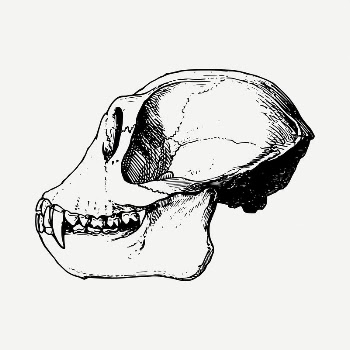 Monkey skull drawing, vintage illustration | Free PSD - rawpixel