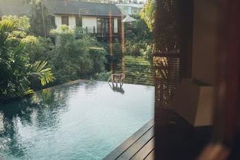 Monkey Walking on the Edge of the Pool