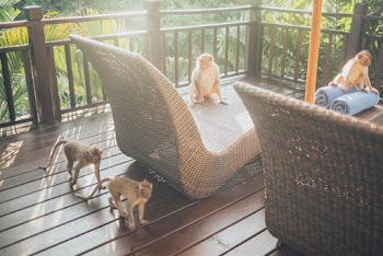 Monkeys on Seats and Floor