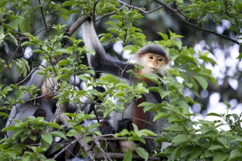 Monkeys on the Tree