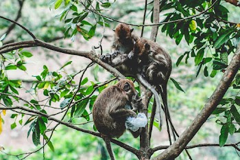 Monkeys on Tree