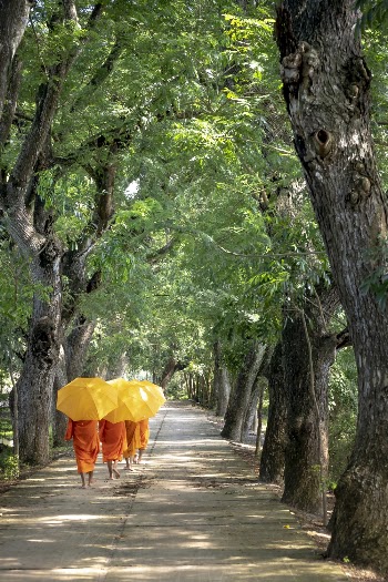 Monks Holding Umbrella Walking on Pathway Beside Trees