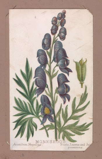 Monkshood from the Plants series | Free Photo - rawpixel