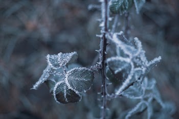 Monochromatic Photograph of Leaves