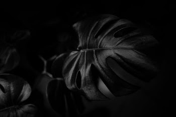 Monochrome Photo of a Swiss Chees Plant's Leaf · Free Stock Photo