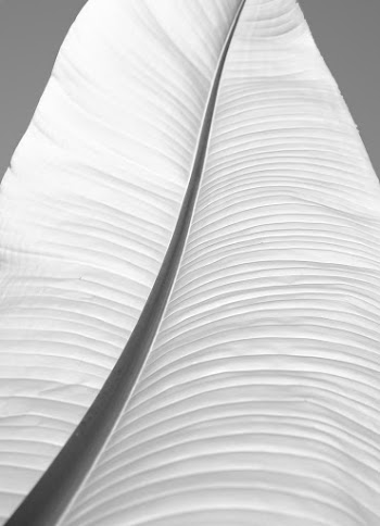 Monochrome Photo Of An Object