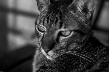 Monochrome Photo of Cat