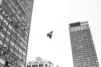 Monochrome Photo of Flying Bird